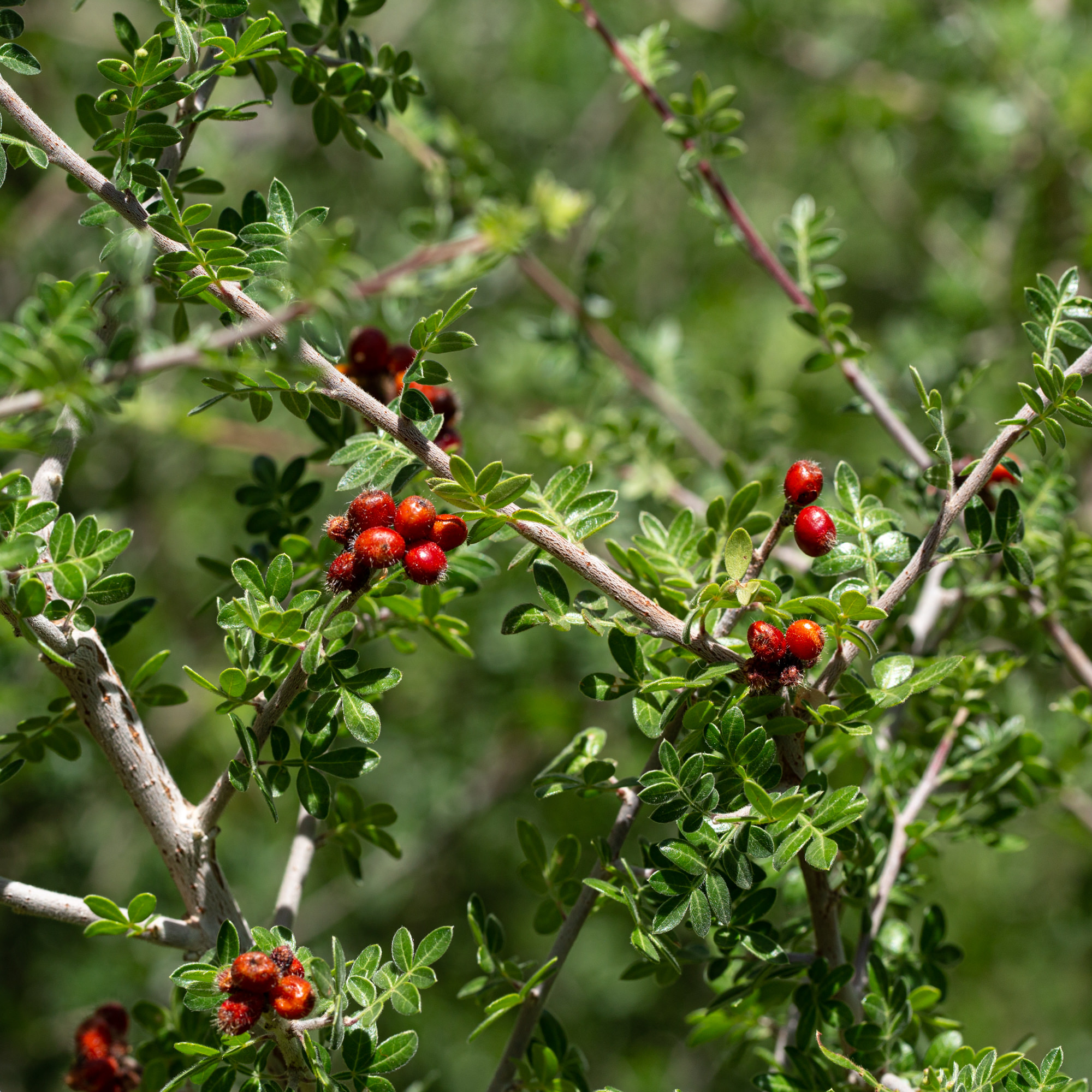 Rhus microphylla 